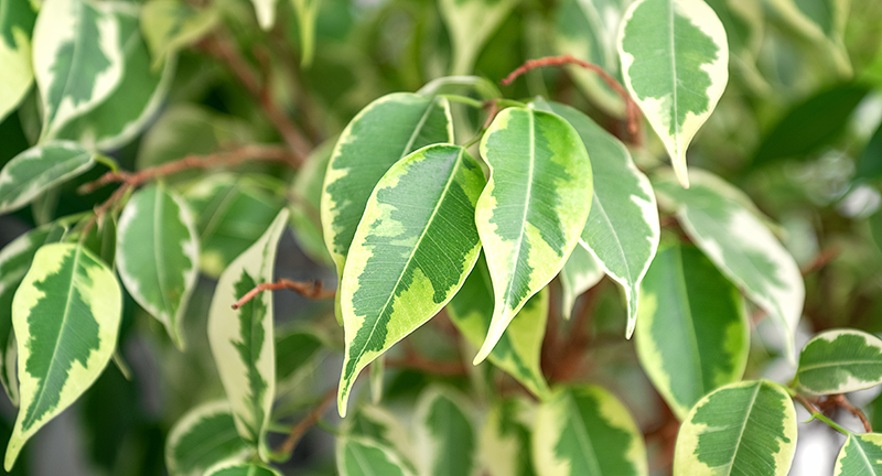L’allergie au Ficus benjamina OPA Pratique