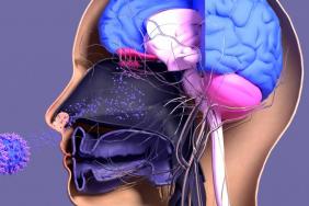 Troubles de l’odorat : les principales causes