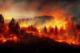 Les incendies de forêts font flamber les BPCO