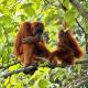 Quand préserver les orangs-outans fait progresser la pneumologie 