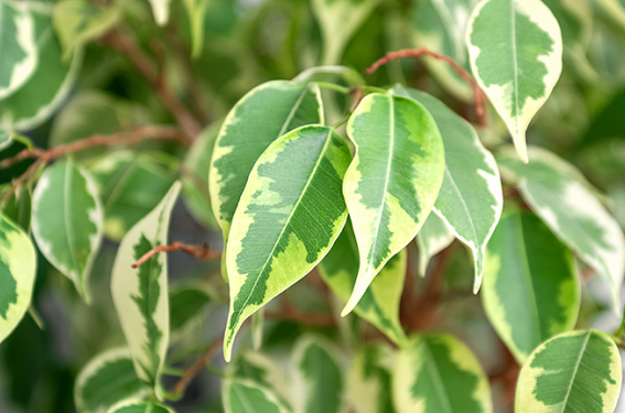 L’allergie au Ficus benjamina