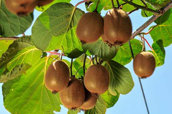 L’allergie au kiwi