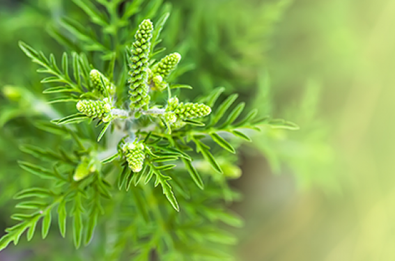 Des allergènes et des allergies rares et insolites – Partie I