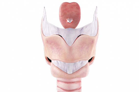 La laryngomalacie du nourrisson