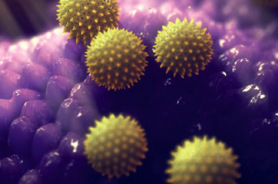 Syndrome oral pollens-aliments